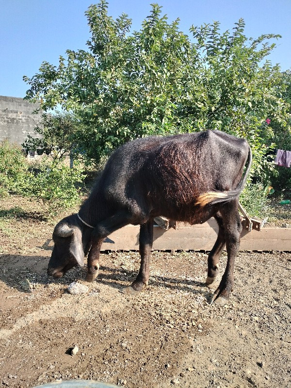 પાડો વેચવાનો છે...