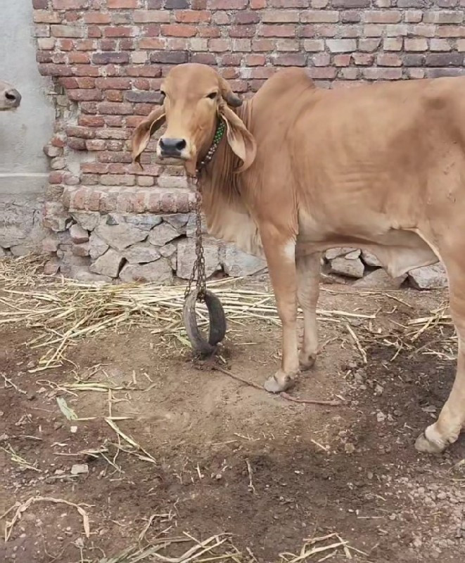 ખોટા ફોન કોઇ એ...