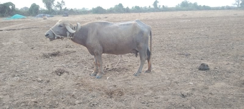 ભેંસ વેચવાની છે