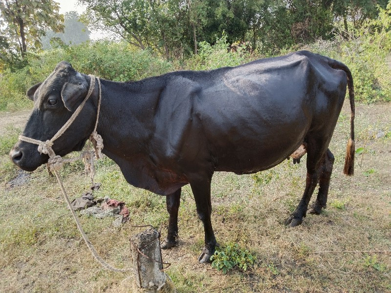 ગાય વેચવાની છે...