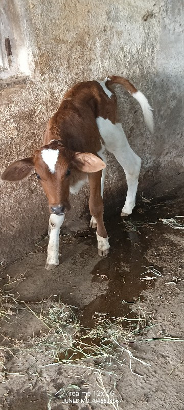 hf ગાય વેચવાની...