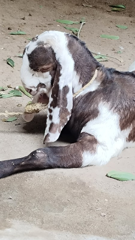 બકરો વેસ્વા નો...