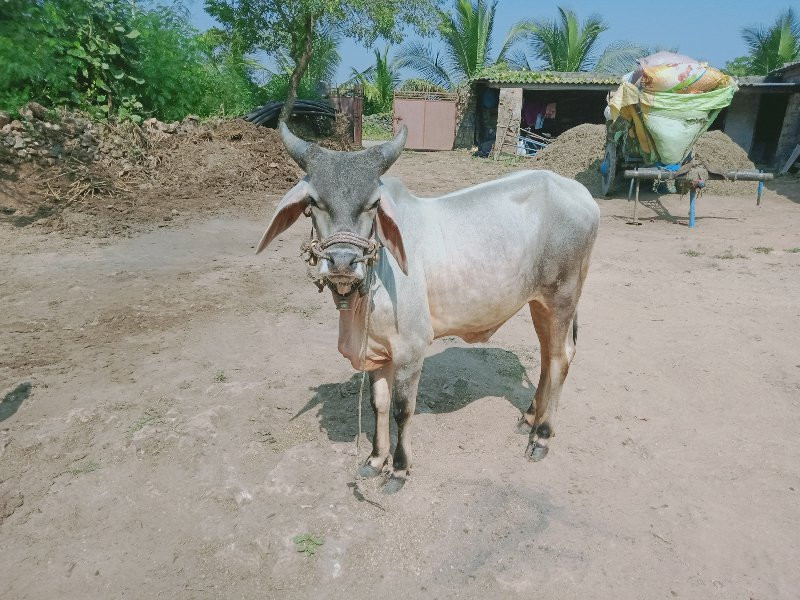 આવો વાસળો લેવાન...