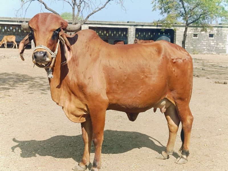 ગાય વેચવાની છે