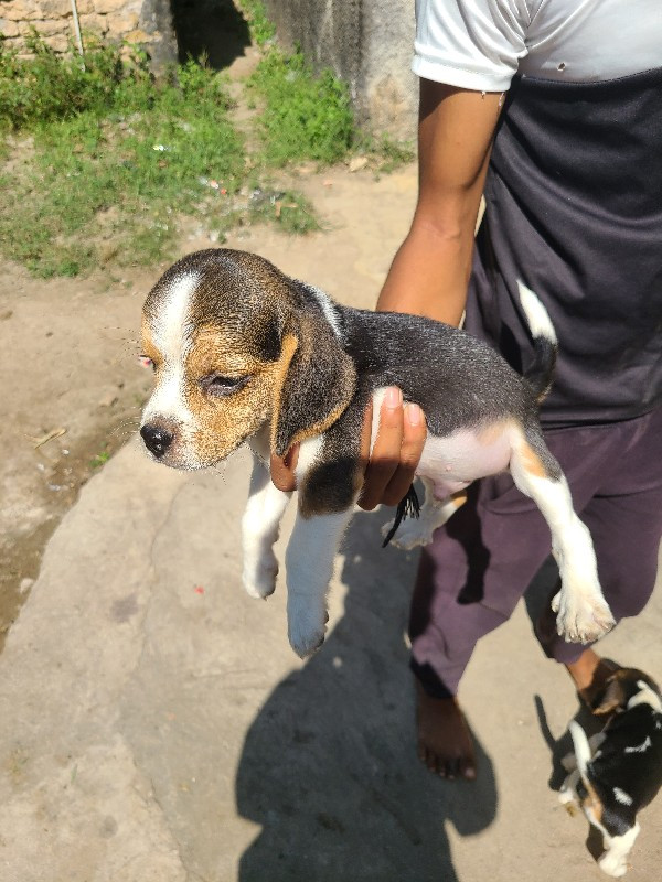 beagle mel