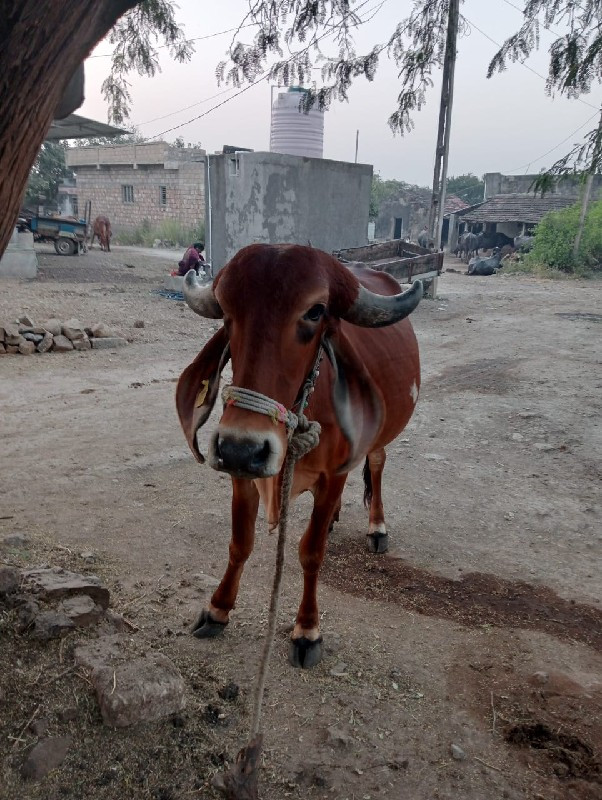 ગાય વેચવાની છે