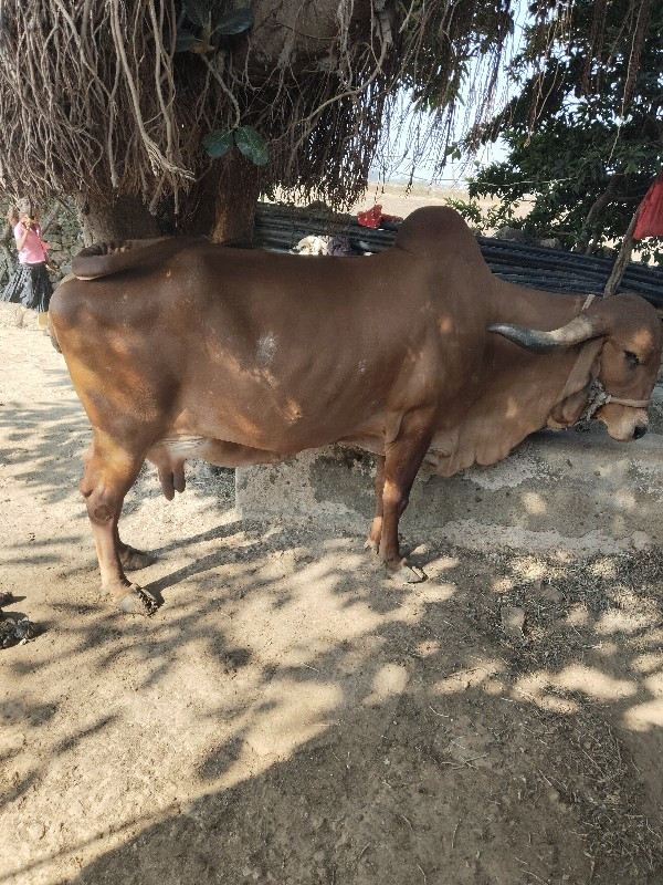 ગીર ગાય વેચવાની...