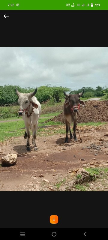 બણદ. ગોઢલા.   સ...