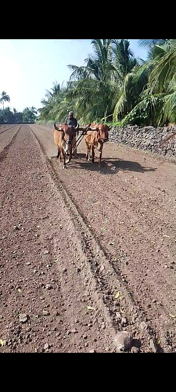 બરદ વેચવાના છે...