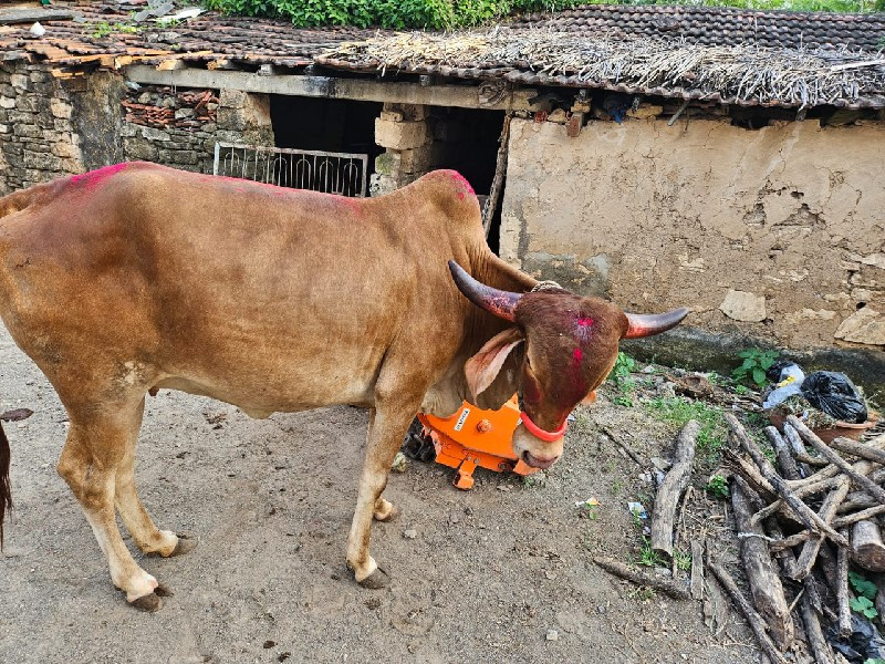 ગાય વેચવાની છે