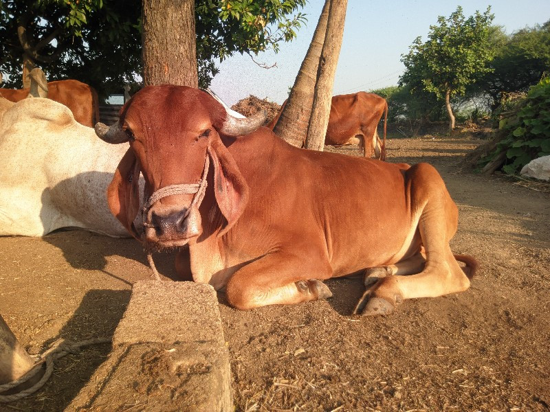 વાછડો