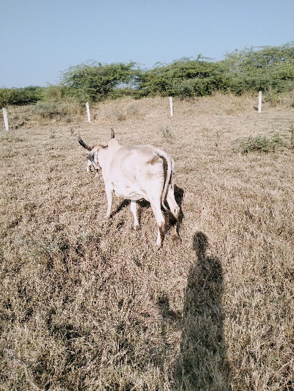 ગાય