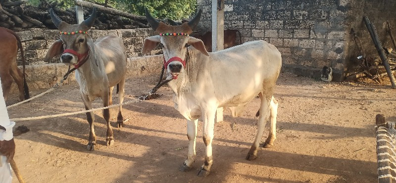 ગોઢલા વેસવાના છ...