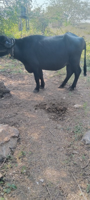 રાહુલ ભાઈ