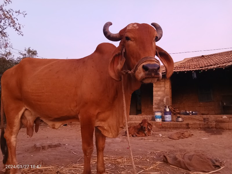 વેચવા ની છે