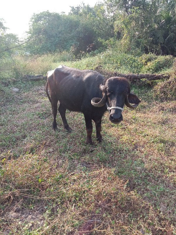 ખળેલી વેચવાની છ...