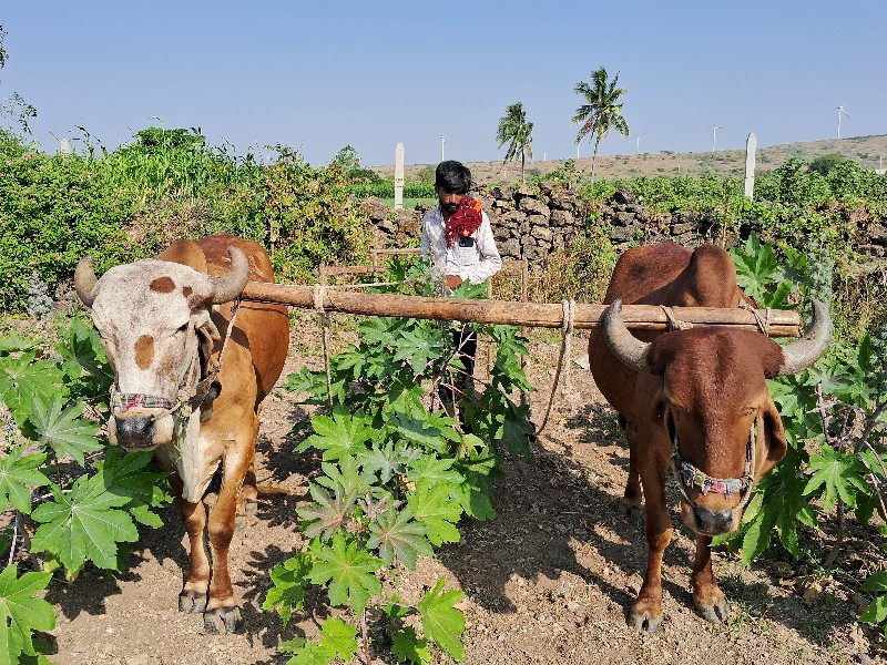 ગોઢલા