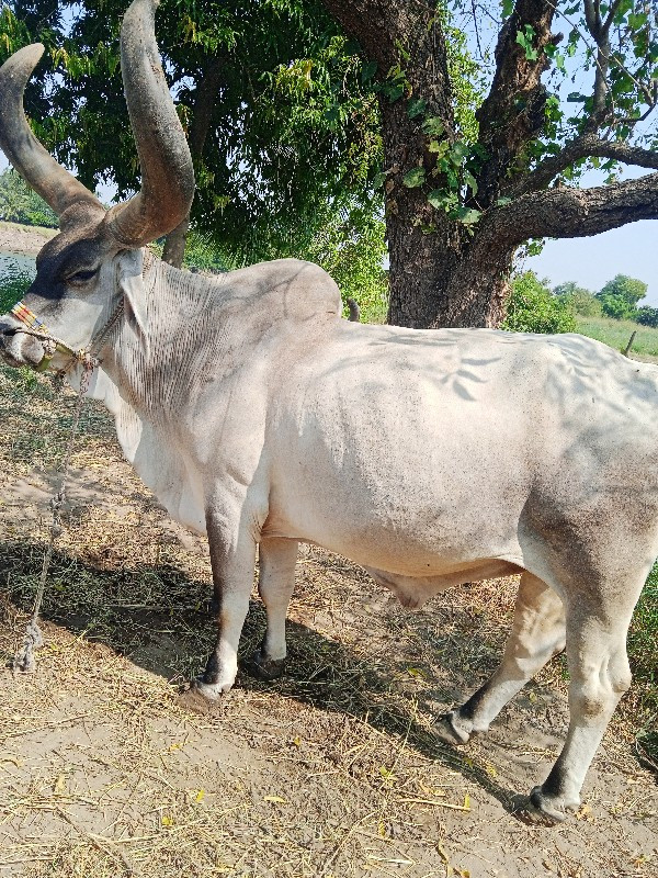 બ‌‌‌રઘ