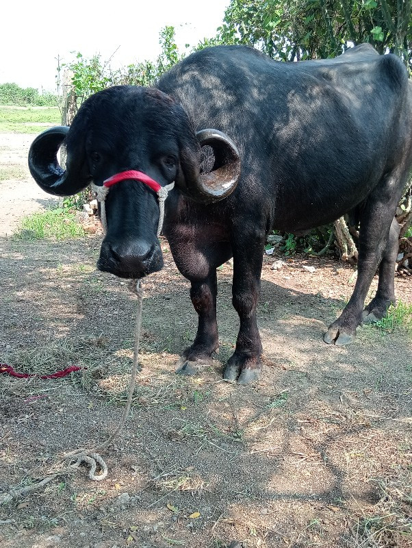 ખડાય વેચવાની છે