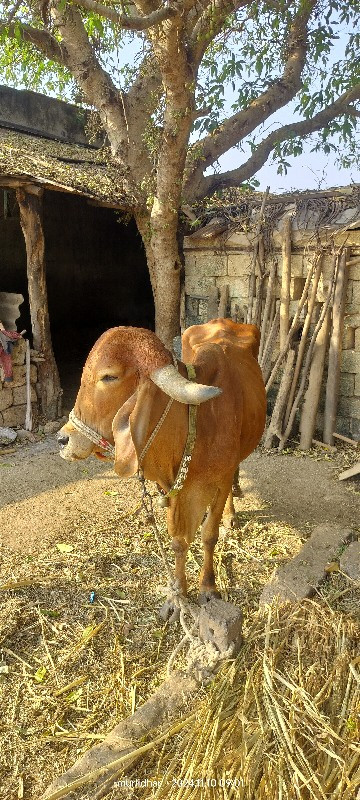 ગાય