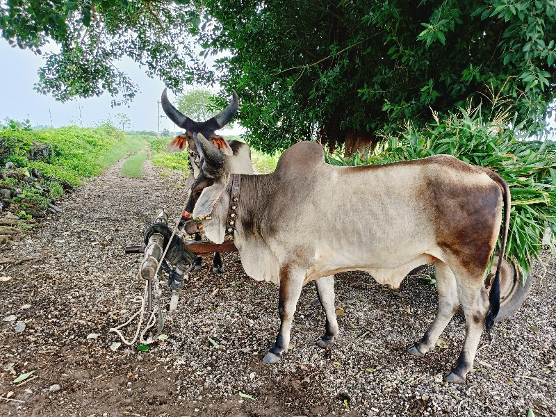 રમલીયા ગોંડલીયા...