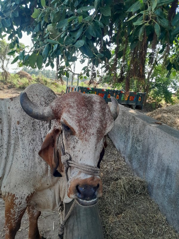 ગાય વૅચવાની છે