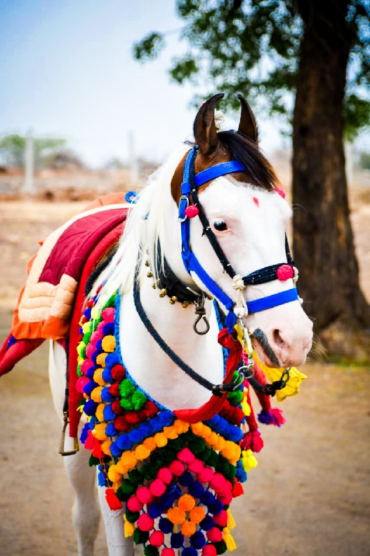 બાવળિ ઘોડી કોપી...