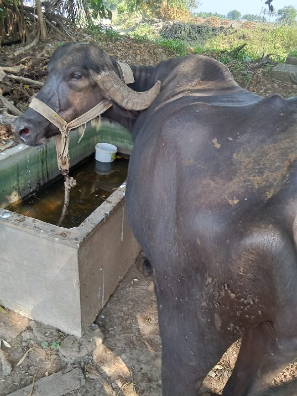 ખડેલી  વેચવાની...