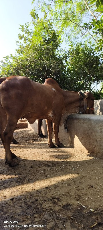 ગાય વેચવાની છે