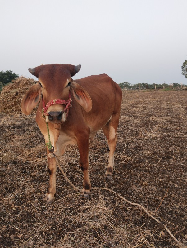 બળદ વેચવાના છે