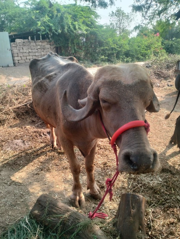 પહેલુ વેતર