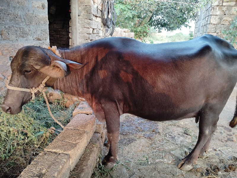 પહેલુ વેતર   ખડ...