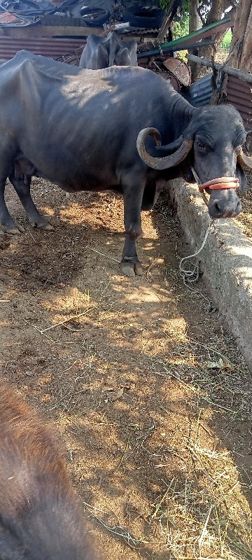 લેવીવોતોફોકરવો....