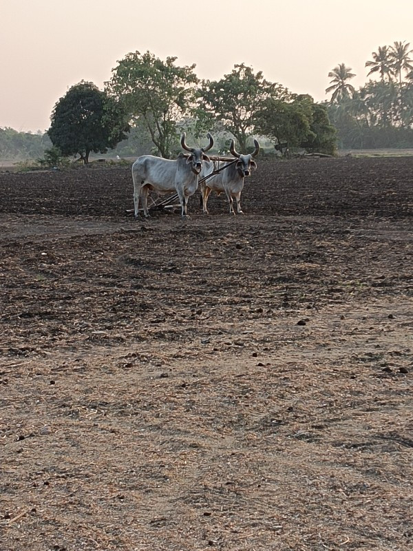 બળદ વેચવા ના છે