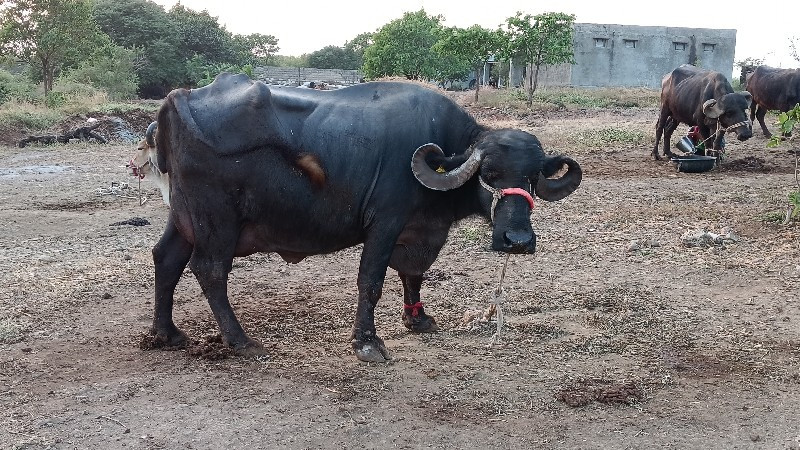 આ ભેંસ વેચવાની...