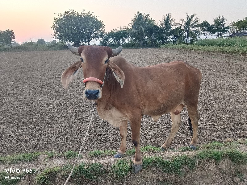 દેશી ગાય 2 જુ વ...