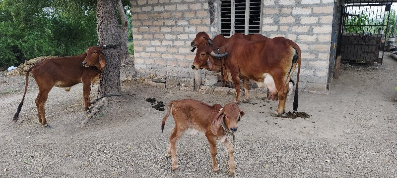 ગાય,હોડકી