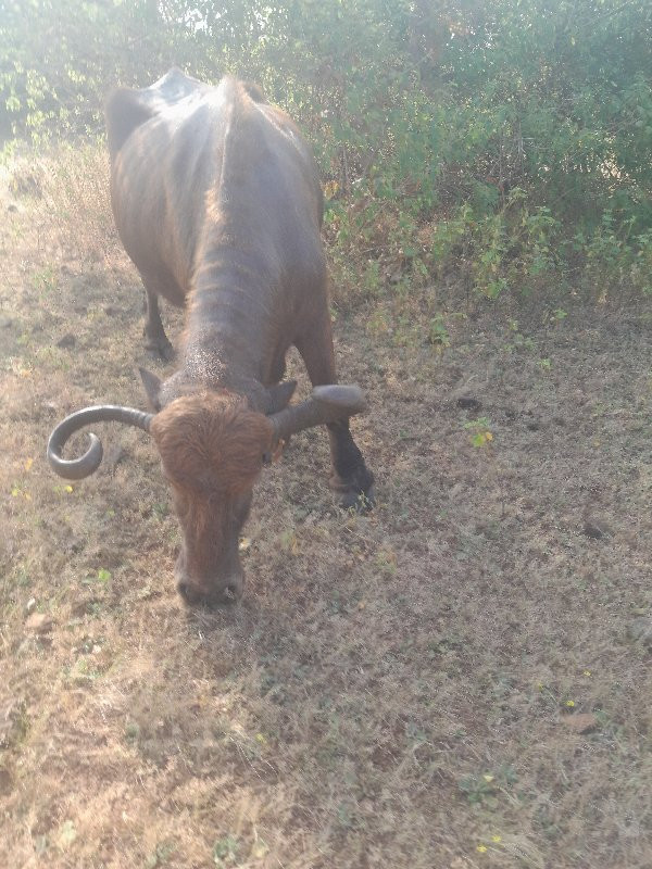 આભેશવેશવાનીછે