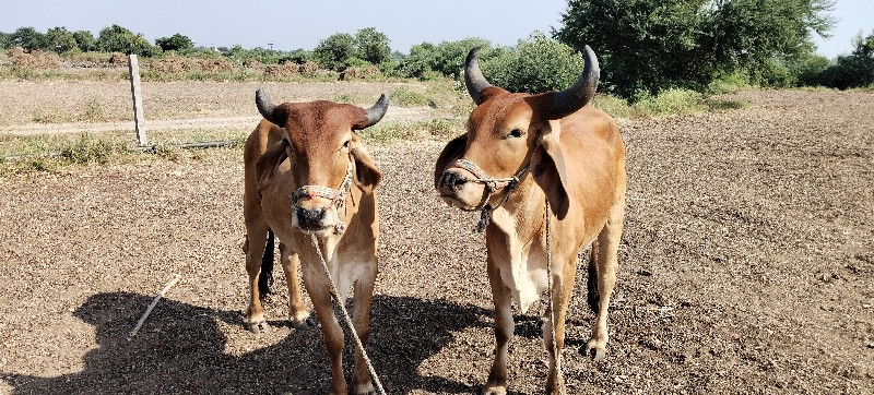 ગોધલા વેચવાના છ...