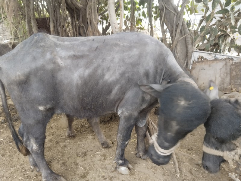 ખડેલુ