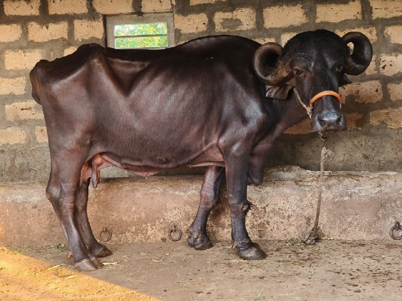 જાફરાબાદી ભેસ વ...