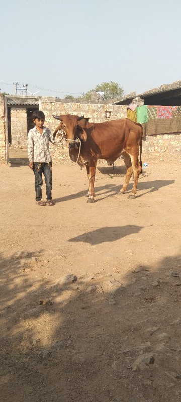 વેચાવ