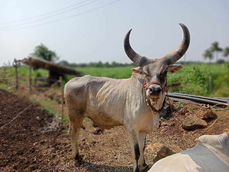 બળદ