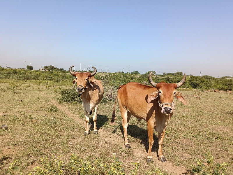 બળદ વેચવાના છે