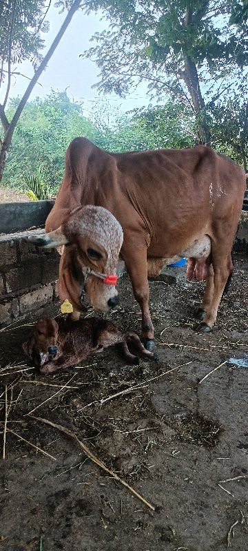 તાજી વિયાણેલી ગ...