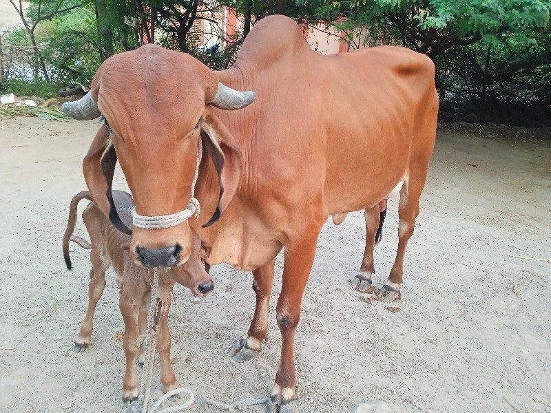 ગીરહોડકીવેચવાની