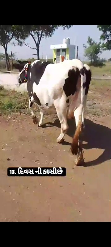 ગાય વેસવાની છે