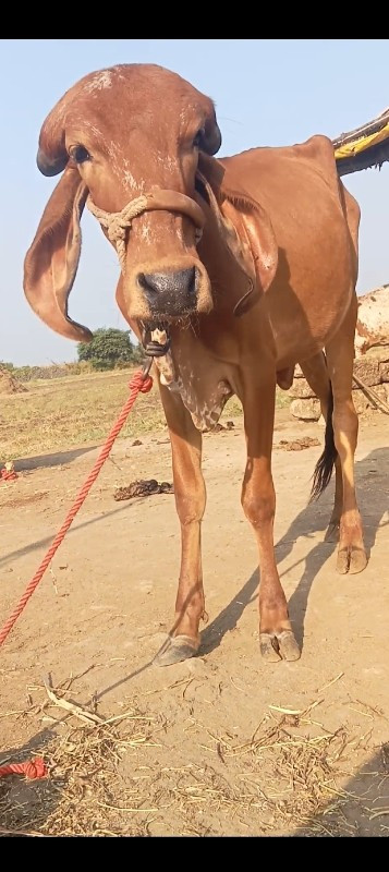 ગાય નાના મોટા...