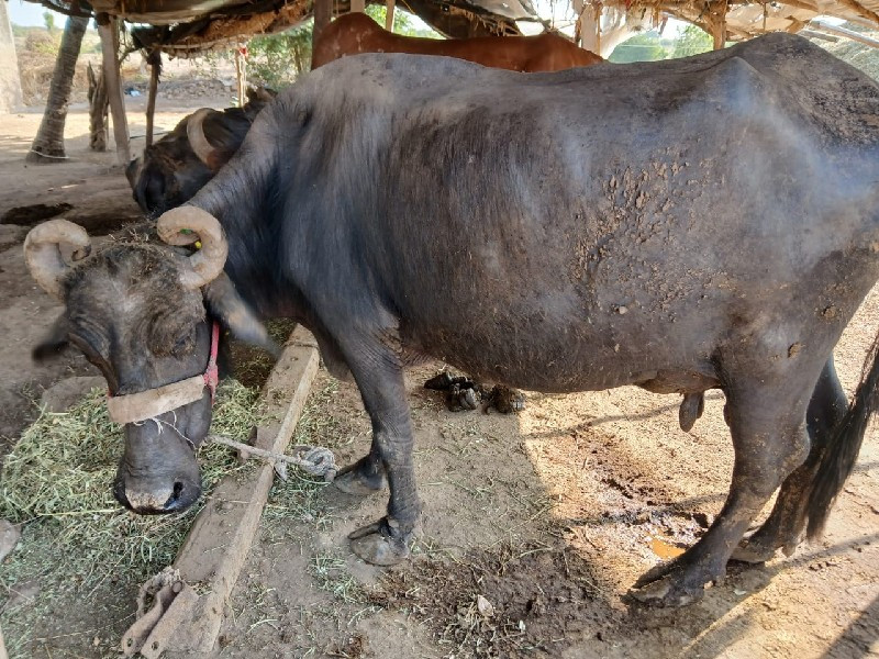 બે ભેસુ  વેચવાન...