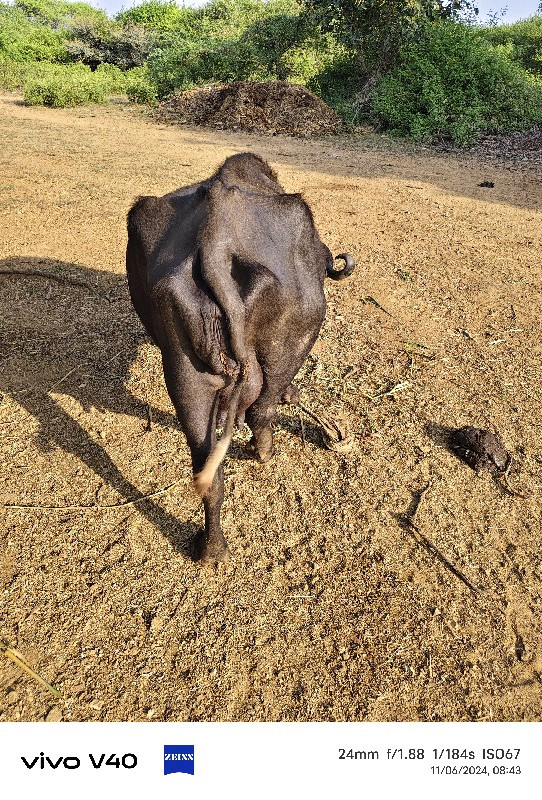 ભેશ વેચવા ની છે